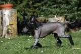 CHIEN NU CHINOIS 027
